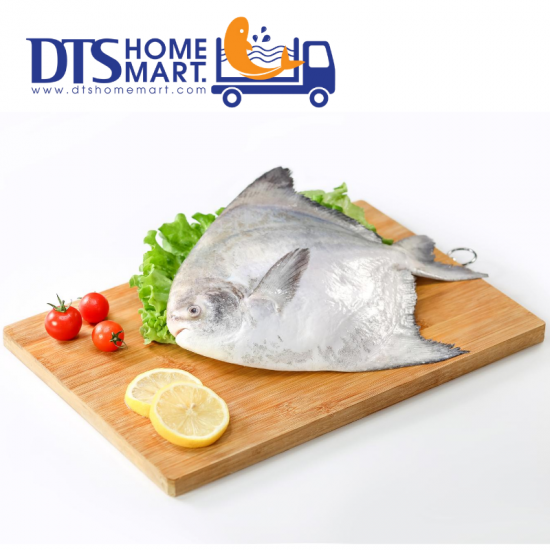 Wild Local Chinese Pomfret 野生本地斗昌 200-300g Wild Local Chinese Pomfret 野生本地斗昌 200-300g