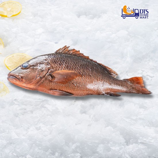 Mangrove Jack Whole Fish Clean 800-1000g