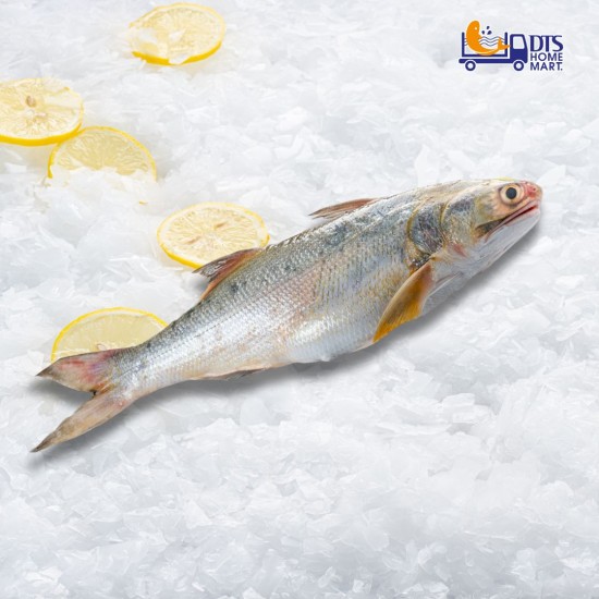 Senangin Fish 马友鱼 (Local) 700-900gm Senangin Fish 马友鱼 (Local) 700-900gm