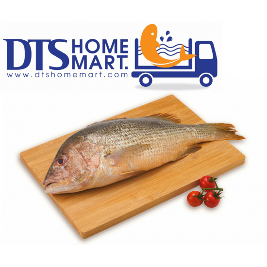 Golden Snapper Fish 900-1000g 红枣鱼