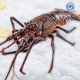 Live Australia Lobster 0.9-1.1kg 活澳洲龙虾 *KL & Selangor only Live Australia Lobster 0.9-1.1kg 活澳洲龙虾 *KL & Selangor only