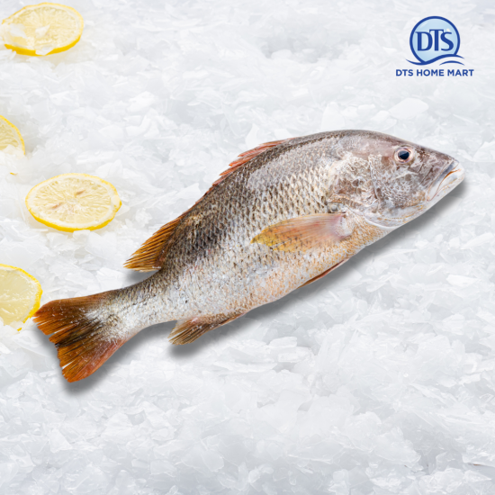 Golden Snapper Fish 800-1000g 红枣鱼 Golden Snapper Fish 800-1000g 红枣鱼