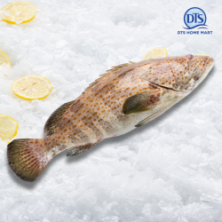 Sea Grouper Clean 海斑鱼 800-1000g Sea Grouper Clean 海斑鱼 800-1000g