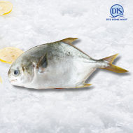 Silver Pompano Fish 600-800g 银昌鱼