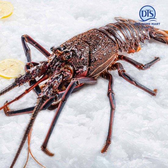 Live Australia Lobster 0.9-1.1kg 活澳洲龙虾 *KL & Selangor only Live Australia Lobster 0.9-1.1kg 活澳洲龙虾 *KL & Selangor only