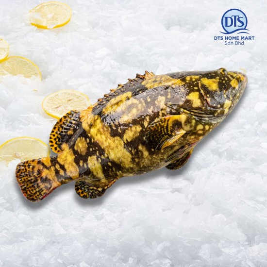 King Tiger Grouper Whole Fish 800-1000g 龙虎斑鱼 King Tiger Grouper Whole Fish 800-1000g 龙虎斑鱼