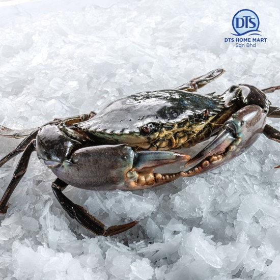 Live Mud Crab (Big - 2pcs/set) 活螃蟹 (大)*KL & Selangor only Live Mud Crab (Big - 2pcs/set) 活螃蟹 (大)*KL & Selangor only