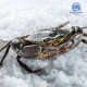 Live Mud Crab (Big - 2pcs/set) 活螃蟹 (大)*KL & Selangor only Live Mud Crab (Big - 2pcs/set) 活螃蟹 (大)*KL & Selangor only