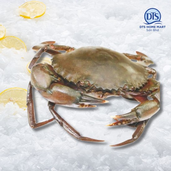 Live Mud Crab (Medium - 2pcs/set) 活螃蟹 (中)*KL & Selangor only Live Mud Crab (Medium - 2pcs/set) 活螃蟹 (中)*KL & Selangor only
