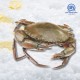 Live Mud Crab (Medium - 2pcs/set) 活螃蟹 (中)*KL & Selangor only Live Mud Crab (Medium - 2pcs/set) 活螃蟹 (中)*KL & Selangor only
