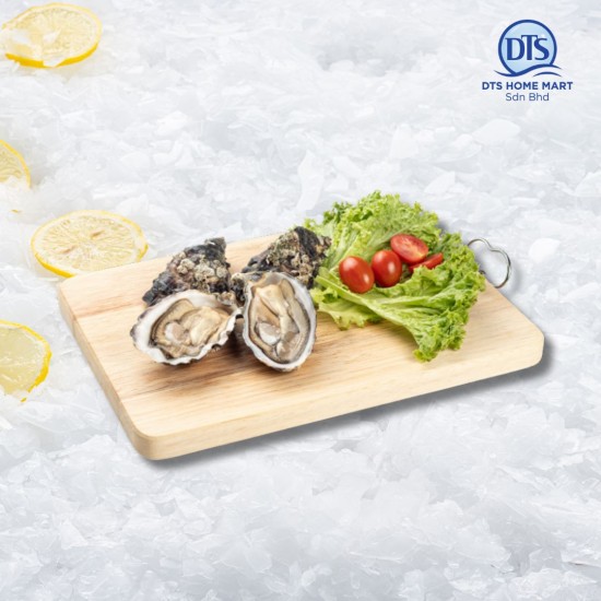 Live Ireland Oyster 90-110gm/pcs (with shell) *KL & Selangor only Live Ireland Oyster 90-110gm/pcs (with shell) *KL & Selangor only