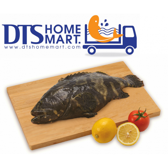 King Tiger Grouper Whole Fish 900-1000g 龙虎斑鱼 King Tiger Grouper Whole Fish 900-1000g 龙虎斑鱼