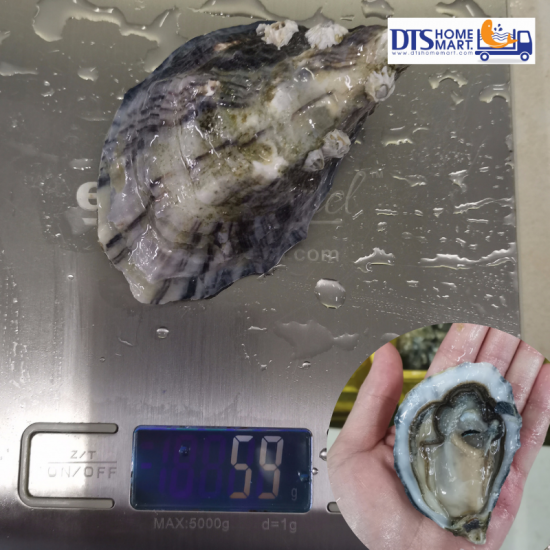 Live Ireland Oyster 50-70gm/pcs (with shell) Live Ireland Oyster 50-70gm/pcs (with shell)