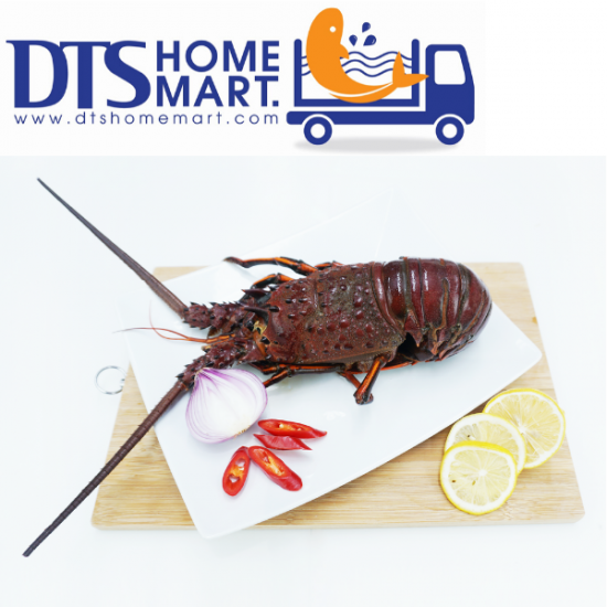 Live Australia Lobster 0.9-1.1kg 活澳洲龙虾 *KL & Selangor only Live Australia Lobster 0.9-1.1kg 活澳洲龙虾 *KL & Selangor only