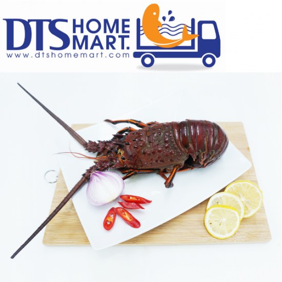 Live Australia Lobster 0.9-1.1kg 活澳洲龙虾 *KL & Selangor only