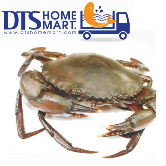 Live Mud Crab (Medium - 2pcs/set) 活螃蟹 (中) Live Mud Crab (Medium - 2pcs/set) 活螃蟹 (中)