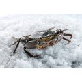 Crab & Lobster