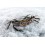 Crab & Lobster