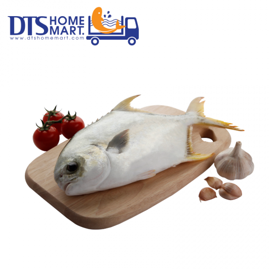 Silver Pompano Fish 600-800g 银昌鱼 Silver Pompano Fish 600-800g 银昌鱼