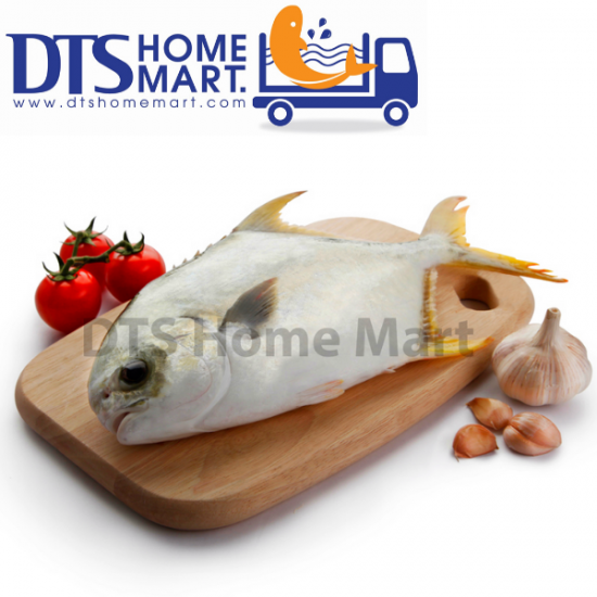 Silver Pompano Fish 600-800g 银昌鱼 Silver Pompano Fish 600-800g 银昌鱼