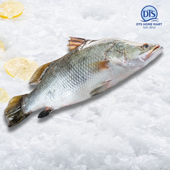 Barramundi Fish 800-1000g 金目鲈鱼 Barramundi Fish 800-1000g 金目鲈鱼
