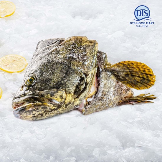 Giant Tiger Grouper Fish Head 1.1kg-1.2kg 珍珠龙趸鱼头 Giant Tiger Grouper Fish Head 1.1kg-1.2kg 珍珠龙趸鱼头