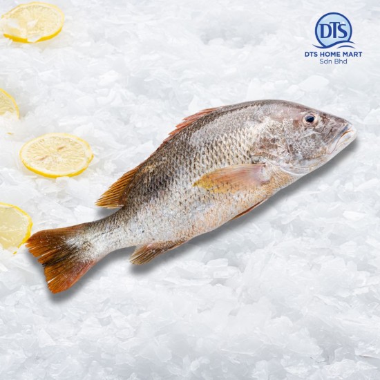 Golden Snapper Fish 800-1000g 红枣鱼 Golden Snapper Fish 800-1000g 红枣鱼