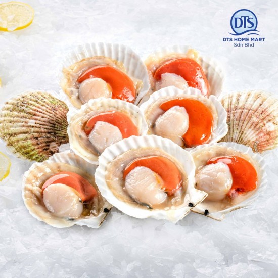 Half Shell Russia Scallop 9-10pcs 俄罗斯半壳带子 1kg Half Shell Russia Scallop 9-10pcs 俄罗斯半壳带子 1kg