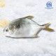 Silver Pompano Fish 600-800g 银昌鱼 Silver Pompano Fish 600-800g 银昌鱼