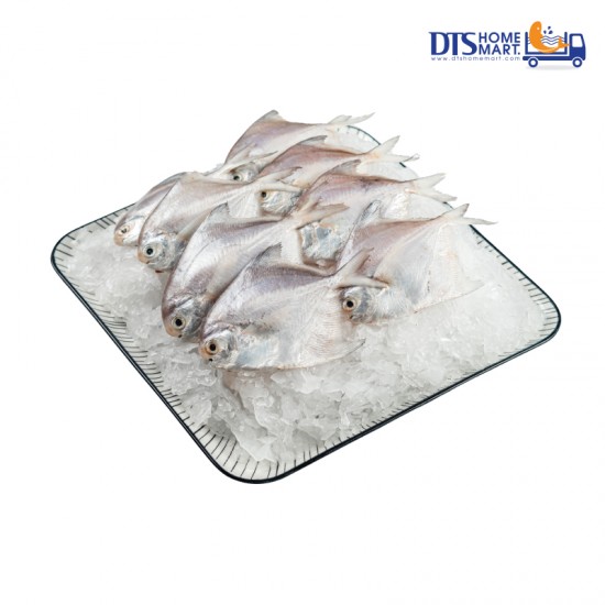 Small White Pomfret 1kg (30pcs +/-) Small White Pomfret 1kg (30pcs +/-)