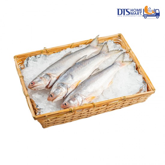 Senangin Fish 马友鱼 (Local) 800-850gm 1-3pcs Senangin Fish 马友鱼 (Local) 800-850gm 1-3pcs