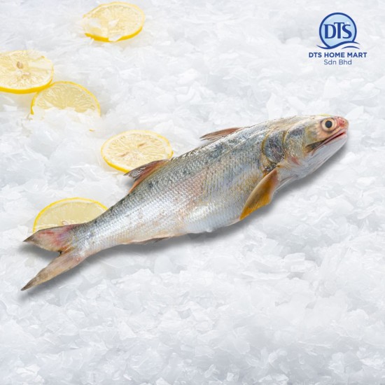 Senangin Fish 马友鱼 (Local) 700-900gm Senangin Fish 马友鱼 (Local) 700-900gm